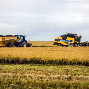 Agricola